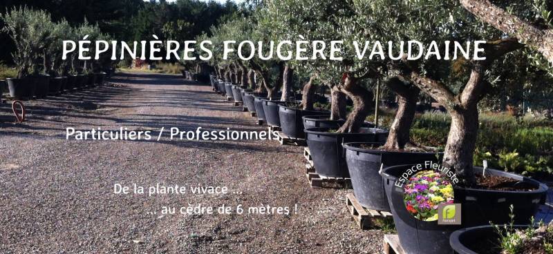 fougere